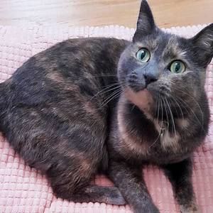 Meet your Posher, Ho